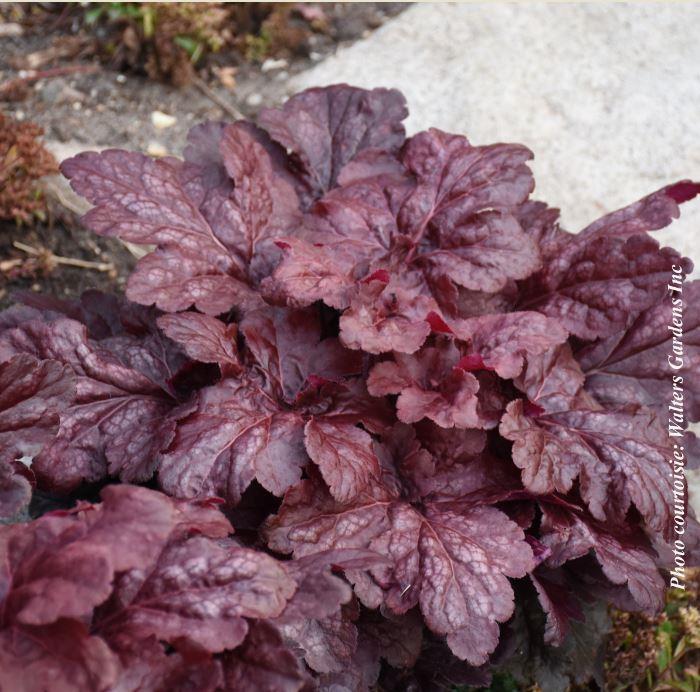 Heuchera 'Red Dragon'