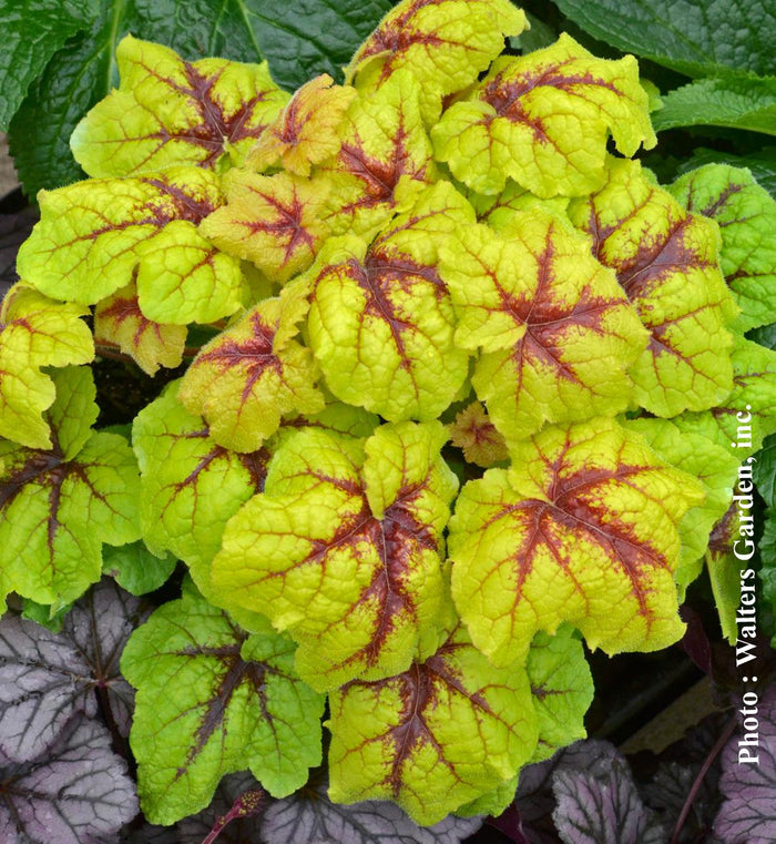 Heucherella 'Catching Fire'