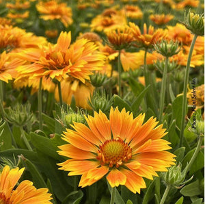 Gaillardia Spintop™ 'Mango'