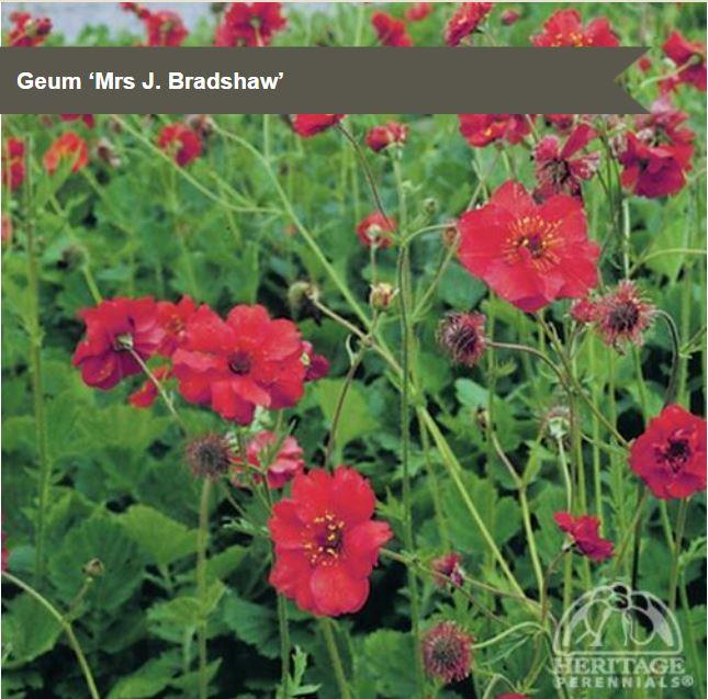 Geum 'Mrs J. Bradshaw'