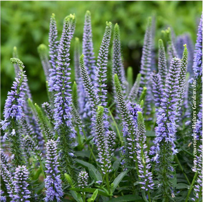 Veronica Magic Show® 'Ever After'