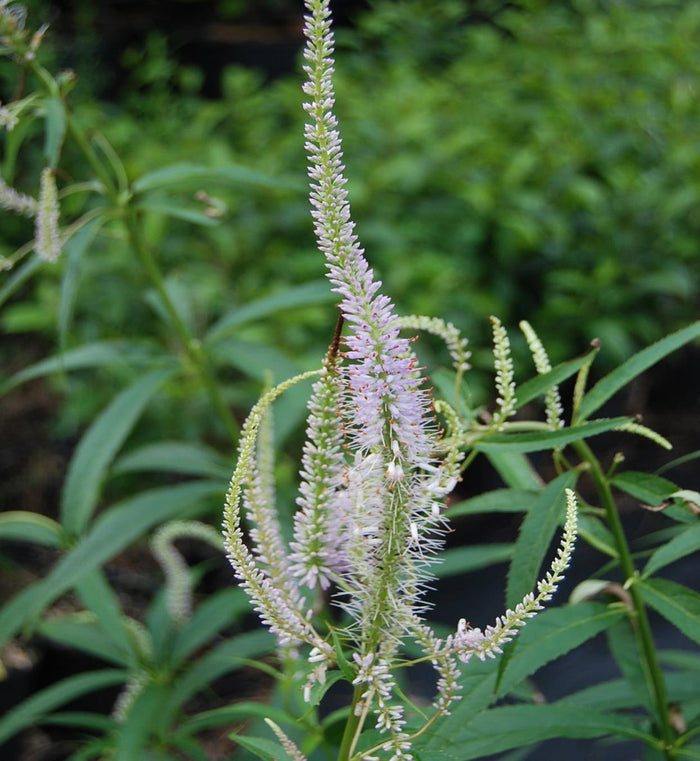 Veronicastrum 'Lavender Towers'