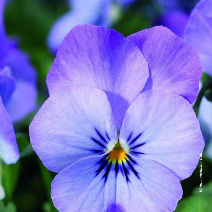 Viola 'Shangri-La Marina'