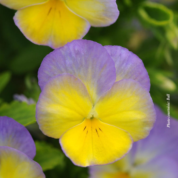 Viola 'Halo Lemon Frost'