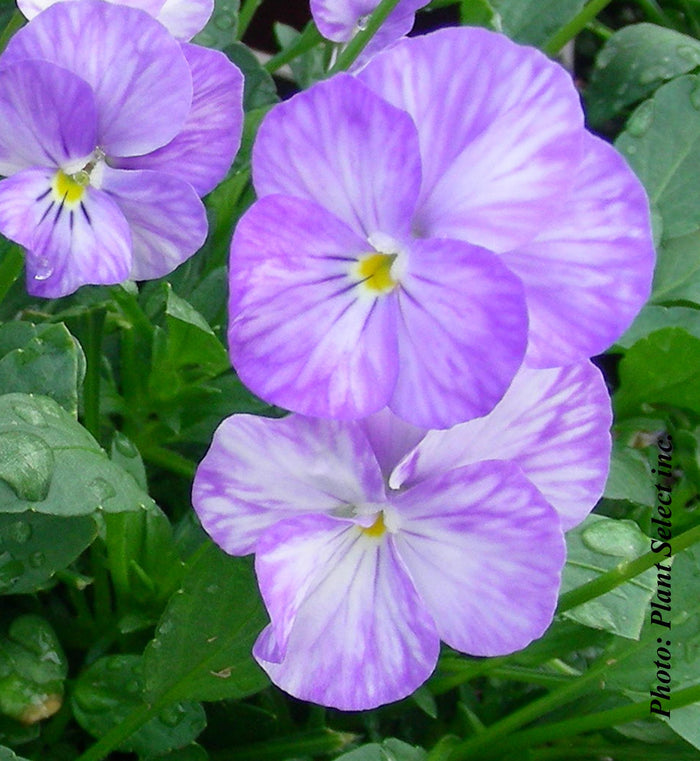 Viola 'Columbine'