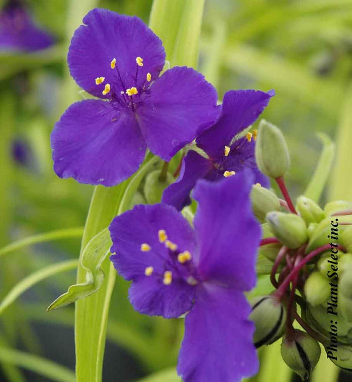 Tradescantia 'Blue and Gold'