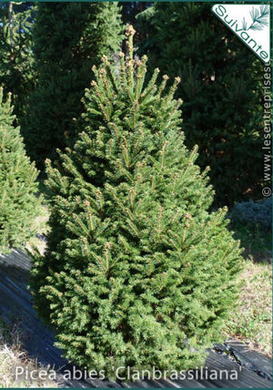 Picea abies 'Clanbrassiliana'
