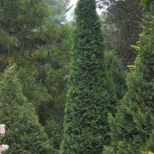 Thuja occidentalis 'North Pole'