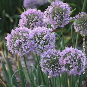 Allium 'Bubble Bath'