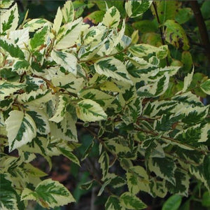 Betula nigra 'Shiloh Splash'
