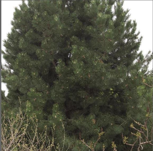 Pinus nigra