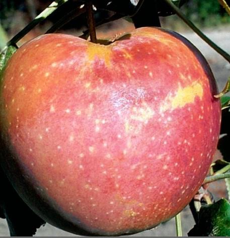 Apple 'Goodland'