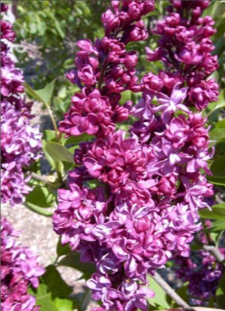 Syringa vulgaris 'Charles Joly' - Tree Form