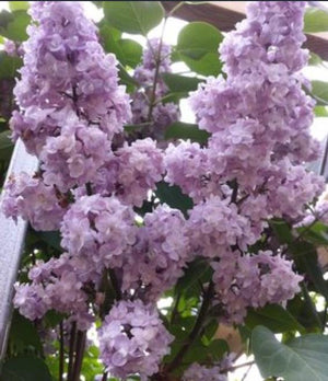 Syringa vulgaris 'Michel Buchner' - Tree Form