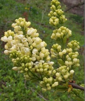 Syringa vulgaris 'Primrose' - Tree form