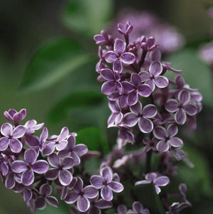 Syringa vulgaris 'Sensation' - Tree form