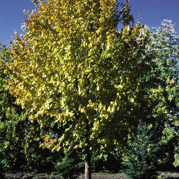 Tilia mongolica 'Harvest Gold®'