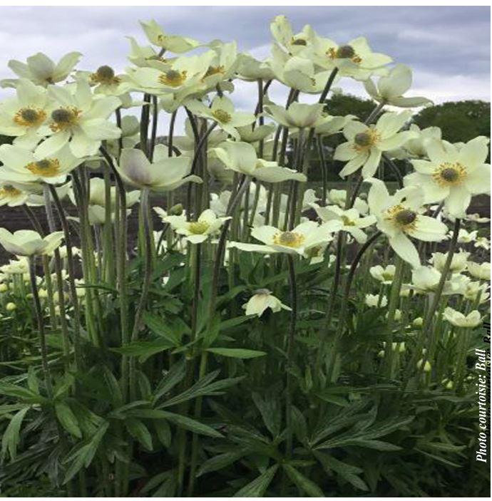 Anemone 'Spring Beauty™ White'