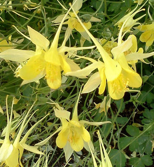 Aquilegia 'Denver Gold'