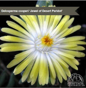 Delosperma 'Jewel of Desert Peridot'