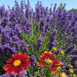 Lavandula angustifolia 'Super Blue'