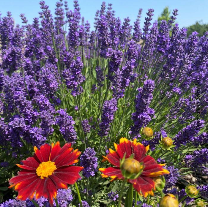 Lavandula angustifolia 'Super Blue'