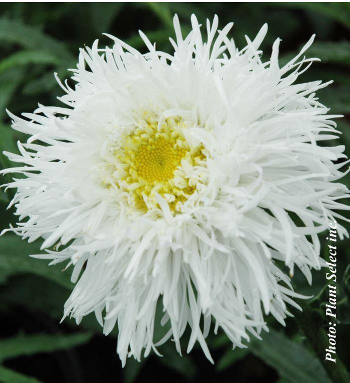 Leucanthemum 'Aglaia'