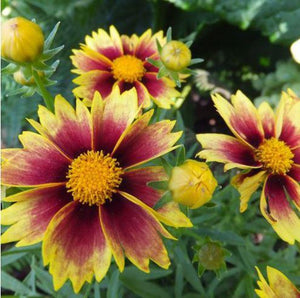 Coreopsis Li'L Bang™ 'Enchanted Eve'