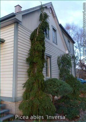 Picea abies 'Inversa'