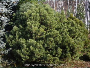Pinus sylvestris 'Beuvroniensis'