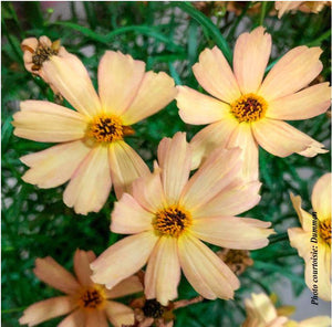 Coreopsis Fall Sensation™ 'Sandstone'