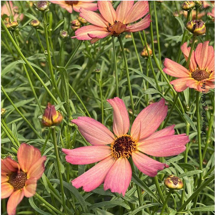 Coreopsis Fall Sensation™ 'Quartz'