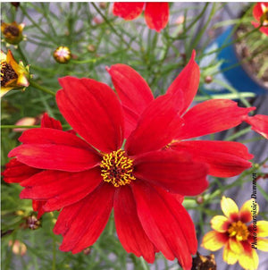 Coreopsis Fall Sensation™ 'Vermillion'