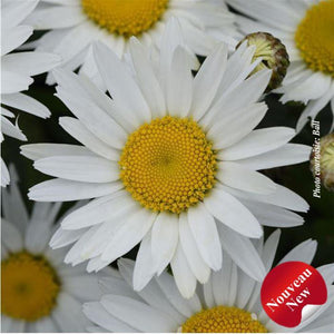 Leucanthemum 'Madonna'