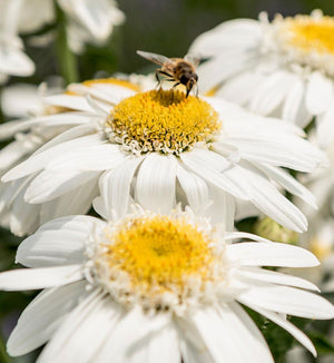 Leucanthemum Sweet Daisy™ 'Birdy'