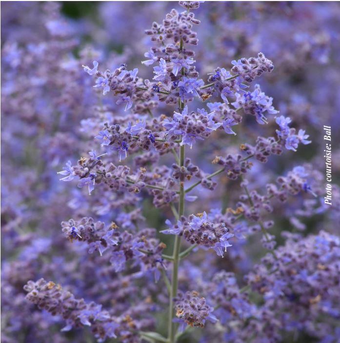 Perovskia 'Bluesette'