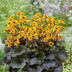 Ligularia dentata 'Pandora'