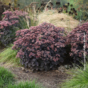 Sedum Rock'N Grow® 'Back in Black'