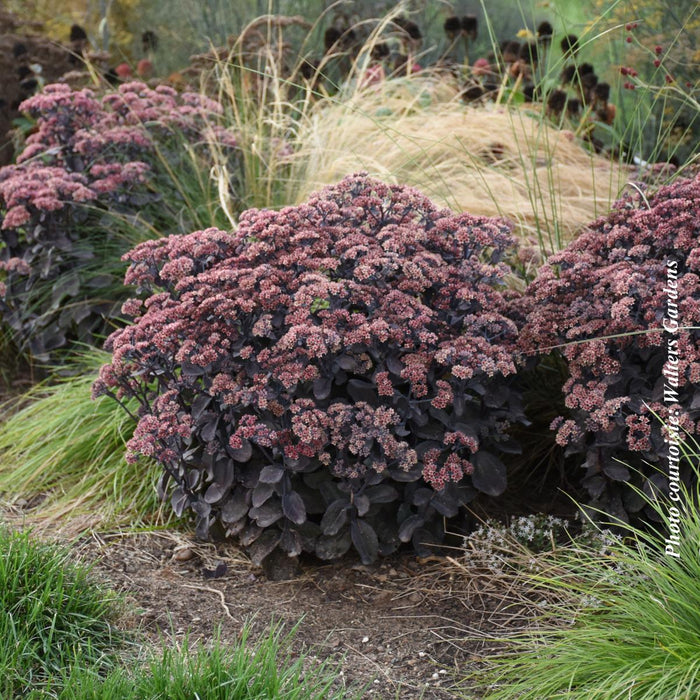 Sedum Rock'N Grow® 'Back in Black'