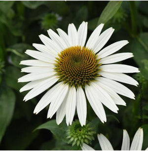 Echinacea Sombrero Poco™ White