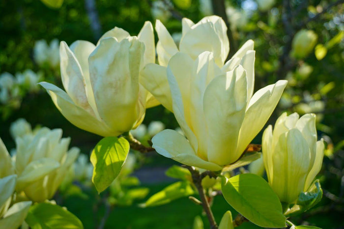 Magnolia 'Elizabeth'