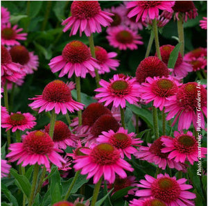 Echinacea 'Delicious Candy'