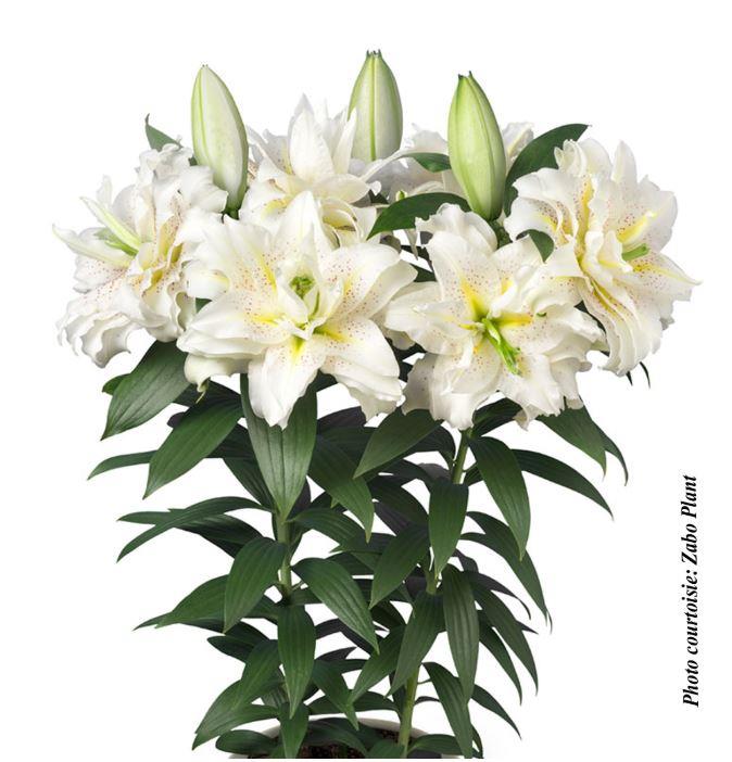 Lilium Roselily™ 'Sita' (Double Oriental)