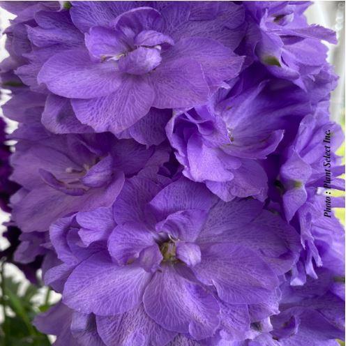 Delphinium 'Paramo Azul'