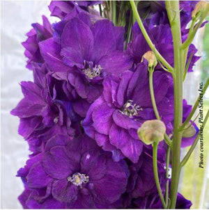 Delphinium 'Paramo Black Velvet'