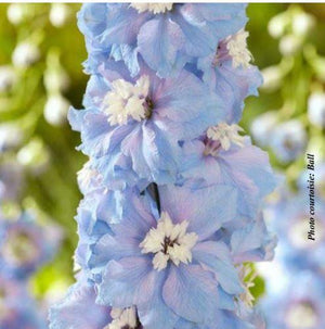 Delphinium 'Paramo Celeste'