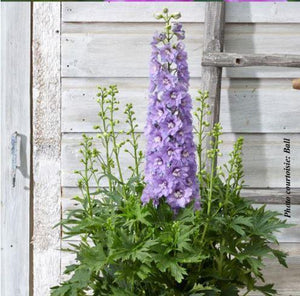 Delphinium 'Paramo Lavanda'