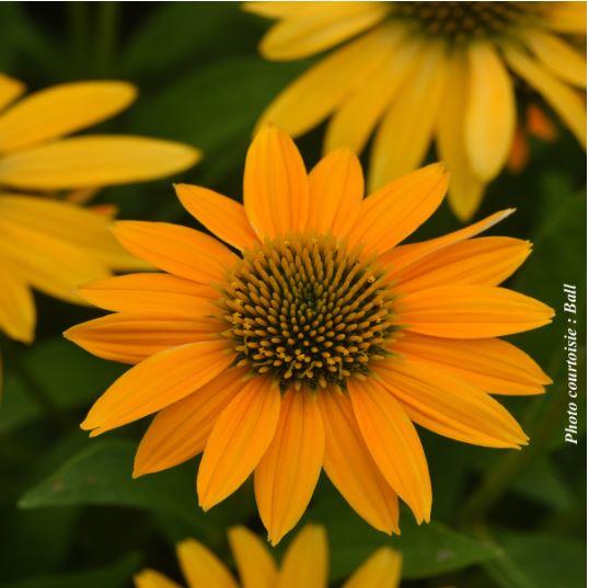 Echinacea Artisan™ 'Yellow Ombre'