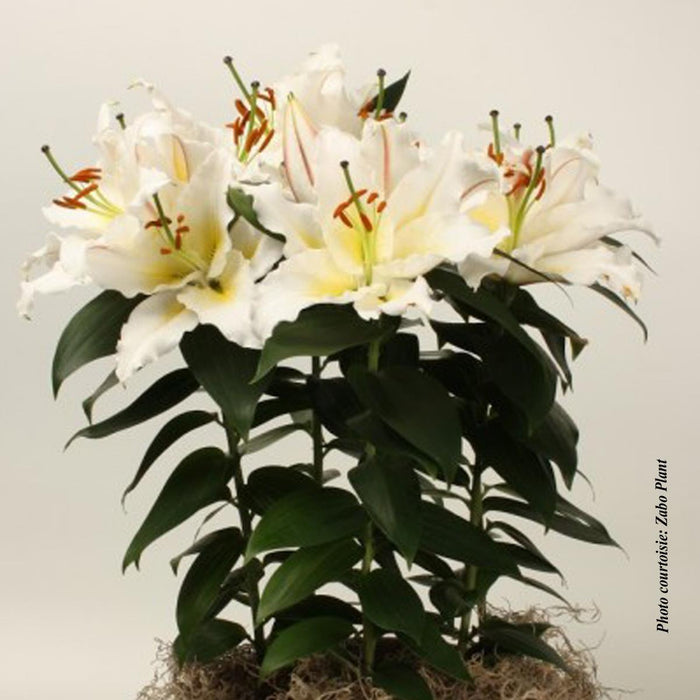 Lilium Lily Looks™ 'Sunny Azores'