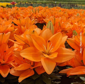 Lilium Lily Looks™ 'Tiny Double Dutch'